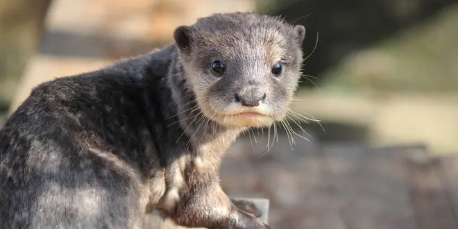 東京からも近い！混雑が苦手な人にもおすすめのアットホームな動物園