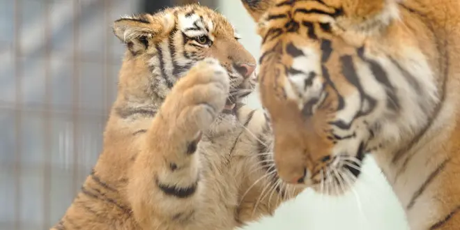 動物園デートin京都