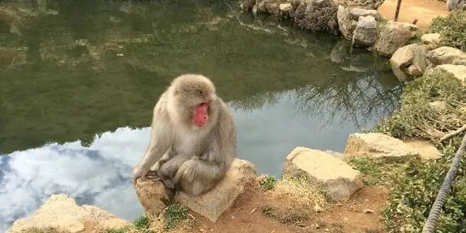新しい嵐山の楽しみ方？モンキーパークで猿に癒されよう！