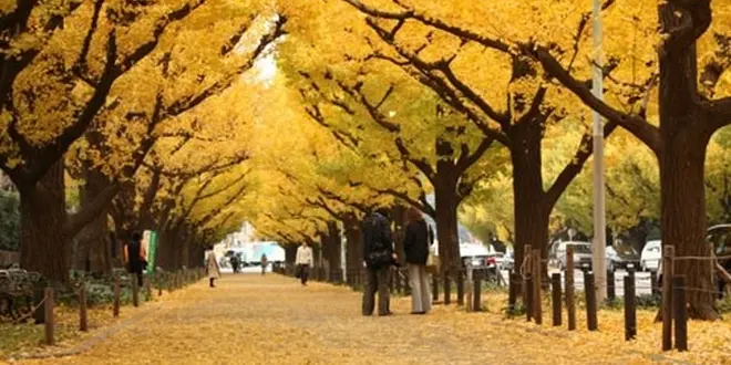 Go to yellow leaves