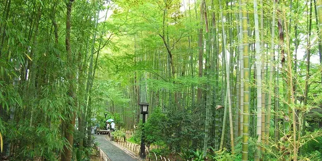 雨の修善寺 温泉街を歩く