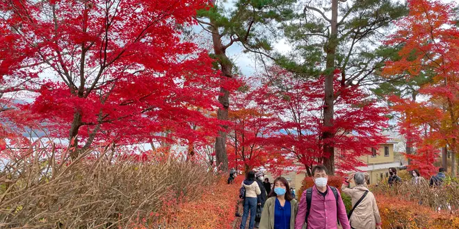 山中湖に紅葉見に行く