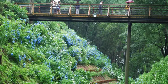 栃木県大田原市「くろばね紫陽花まつり」に行ってきた