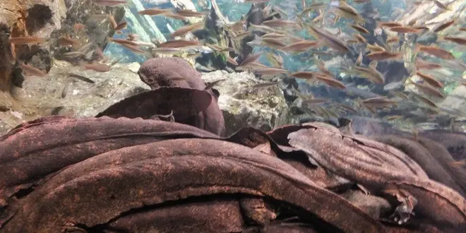 京都水族館でオオサンショウウオと向き合う