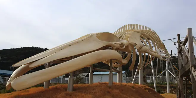 地球史上最大級の生物／シロナガスクジラを求めて