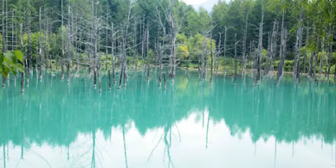 忙しい毎日を忘れよう～富良野・美瑛～