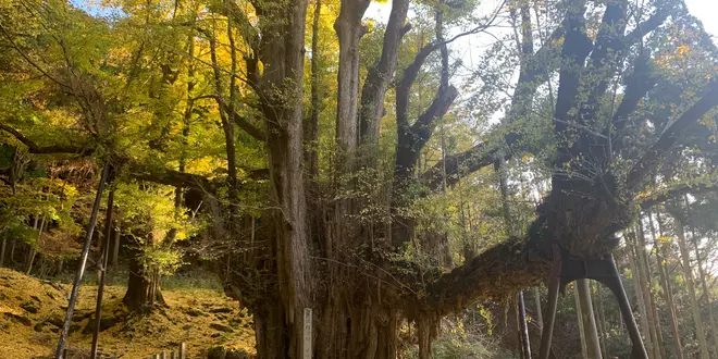 岡山一周の旅〜津山・蒜山〜