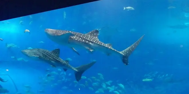 美ら海水族館と瀬底島、そして軽食 木曜館