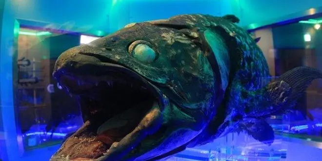 沼津でお魚だらけのおでかけ