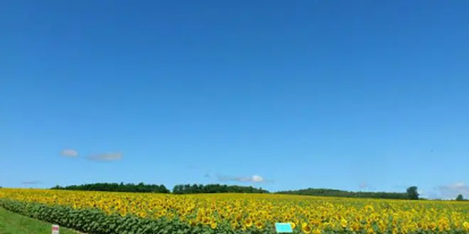 夏のお花見ドライブ