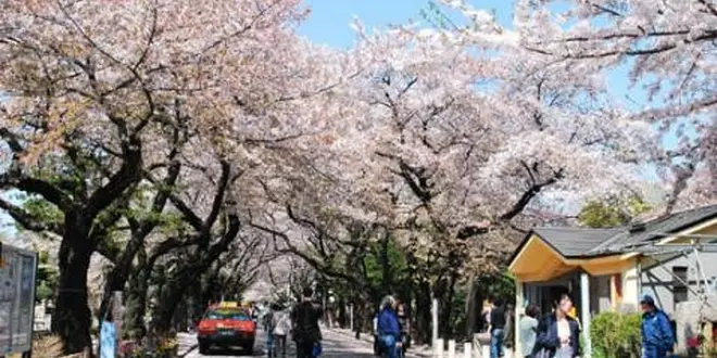 谷中霊園お散歩(シンプル)