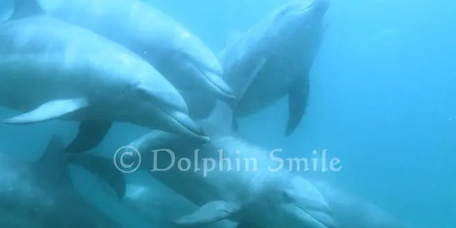 【能登半島】ドルフィンスイム🐬