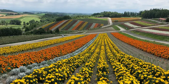 【北海道】丘のまち・美瑛の絶景を巡る日帰り旅