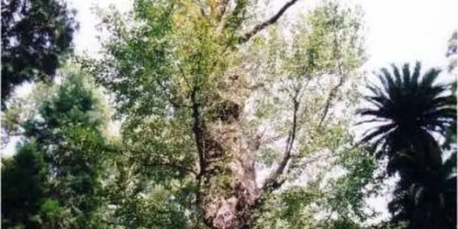 2021年5月稲荷神社の旅（姶良市経由）
