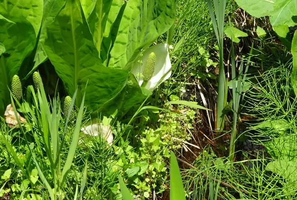 白山中居神社の写真・動画_image_280185