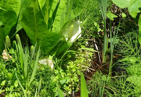 ♪～水芭蕉の花が～♪