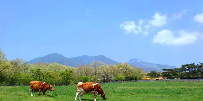 【那須】自然•動物ふれあいの旅(1泊2日)★行程あり★
