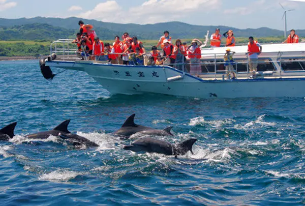 イルカウォッチング