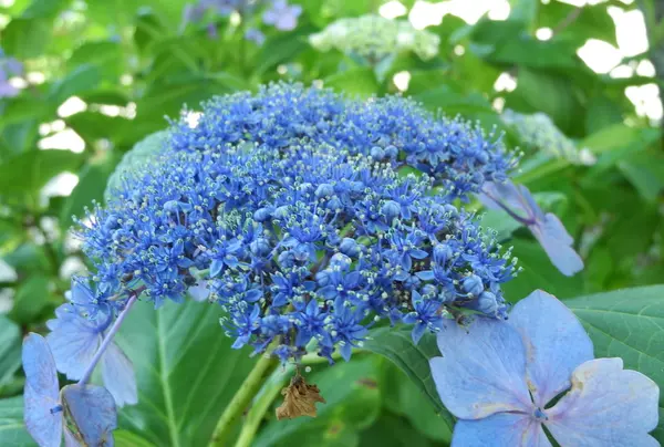 紫陽花が咲いていた