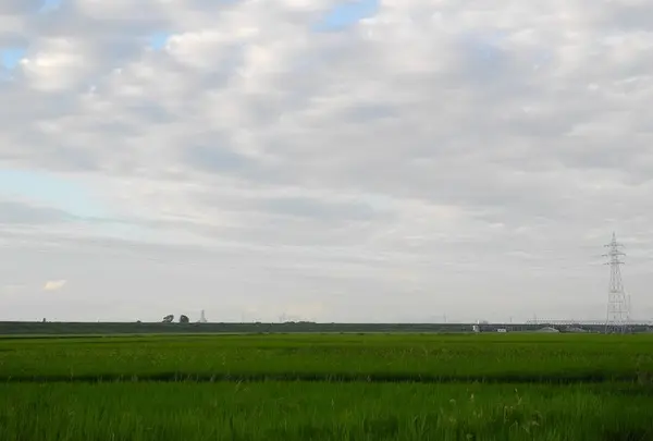 安八町ひまわり畑の写真・動画_image_22233