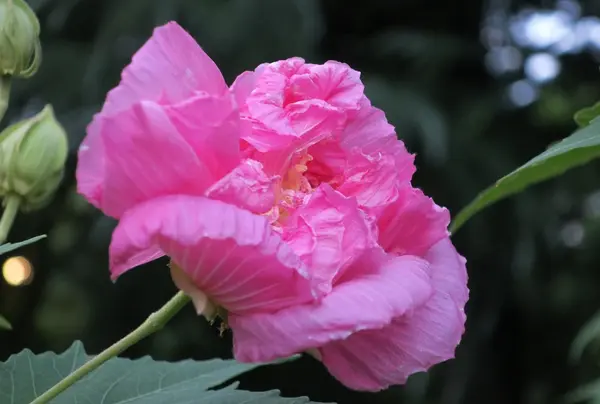 いつも花が咲いているの写真・動画_image_90921