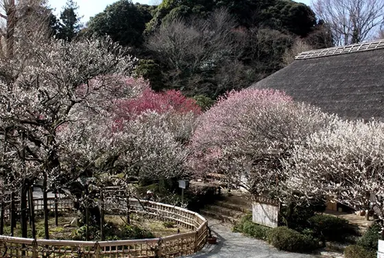 梅