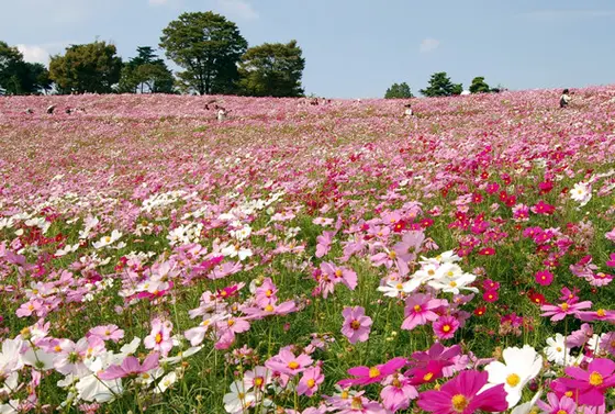 花の丘