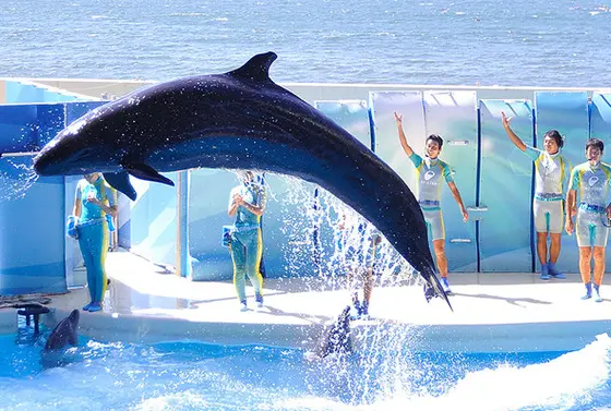 イルカショー