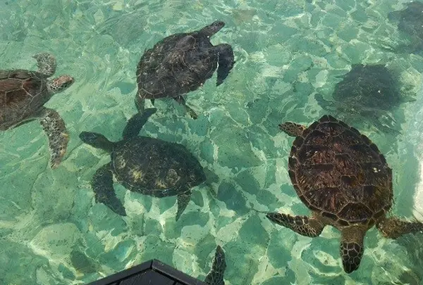 シギラベイサイドスイート アラマンダの写真・動画_image_52860