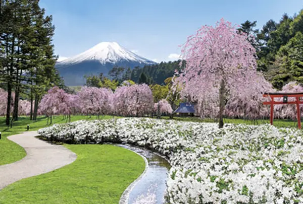忍野 しのびの里