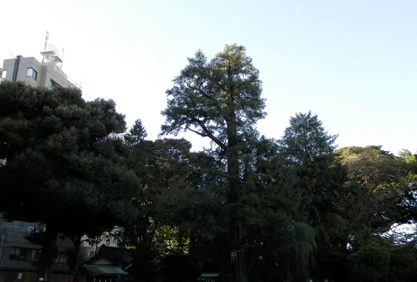 駒込富士神社の写真・動画_image_101284