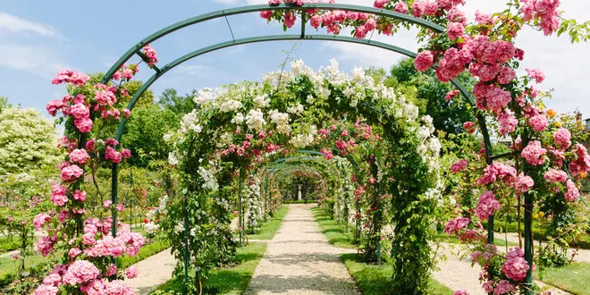 【フランス】マリーアントワネットと薔薇を巡る旅🌹