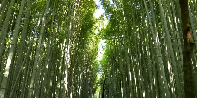 トロッコに乗って紅葉の嵐山を満喫