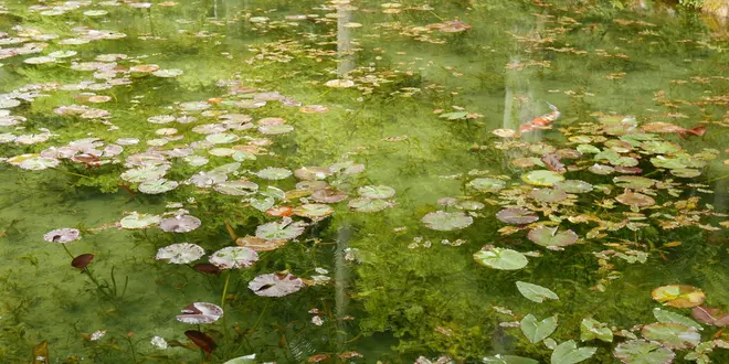 噂のモネの池を見て、温泉と美濃B級グルメを満喫する旅