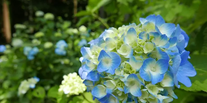 関・板取あじさいまつり　花よりグルメ！