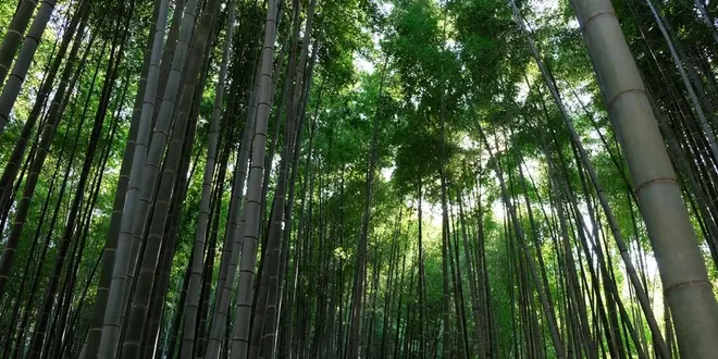鎌倉ぶらり旅行〜紫陽花を眺めながら〜
