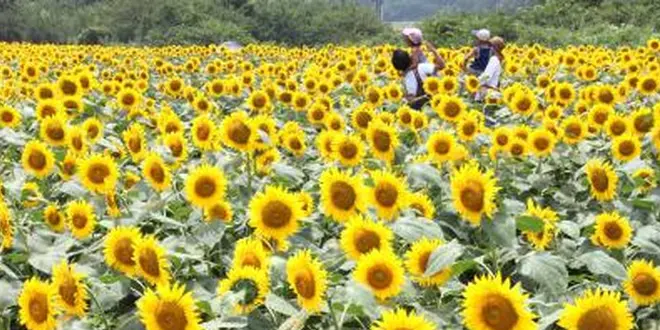 夏の向日葵🌻ハンター💘