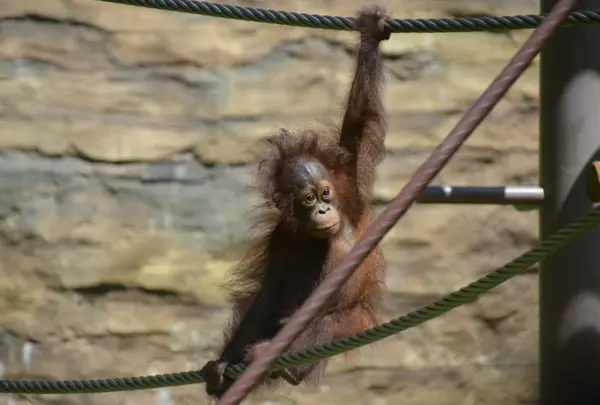オランウータンのスカイウォーク