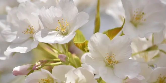 【都内穴場お花見スポット】 晴海埠頭公園でお花見散歩