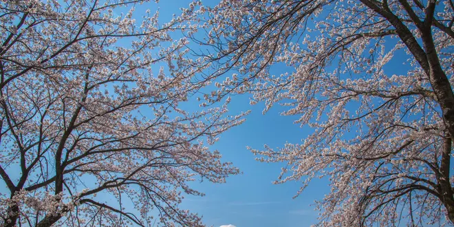 日本人ならこう教えろ！～訪日欧米人観光客向け・富士山登山編 ～