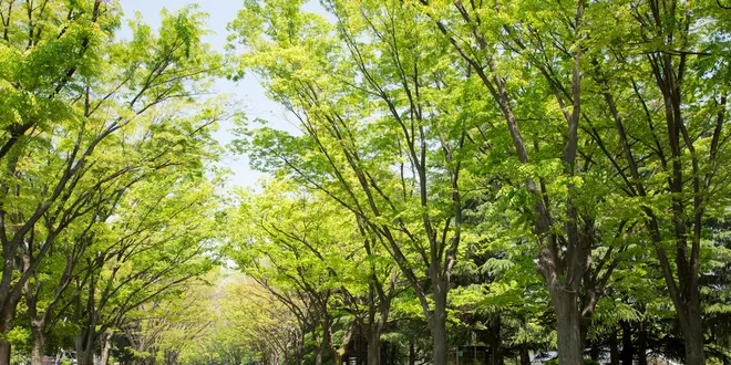 さぁ、みんなも早起きして駒沢公園に行こうよ！