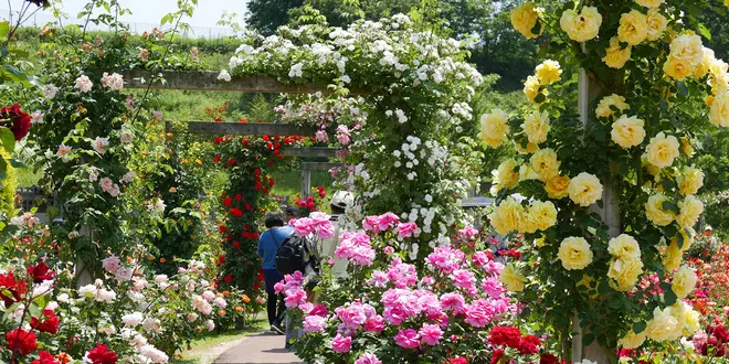 世界最大級のバラ園！花フェスタ記念公園と可児周辺を巡る旅
