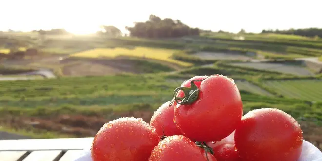 【横山史の淡路島ツアー】食体験＋日本遺産＋花の島＋御食国