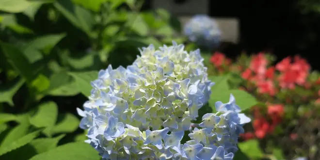 晴れ時々花の寺巡り