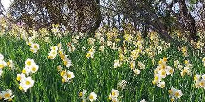 花暦行ってみたい季節の花畑　関東編