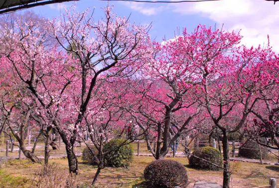 名勝・小野梅園