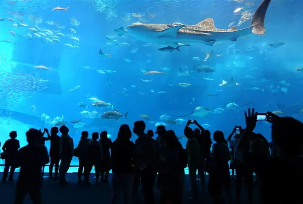 沖縄美ら海水族館