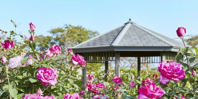 秋の花菜ガーデンと平塚あそび