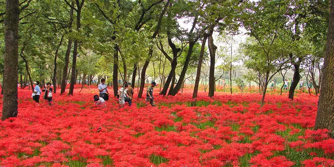 Do you want to feel flower fragrance? Kintyakuda.