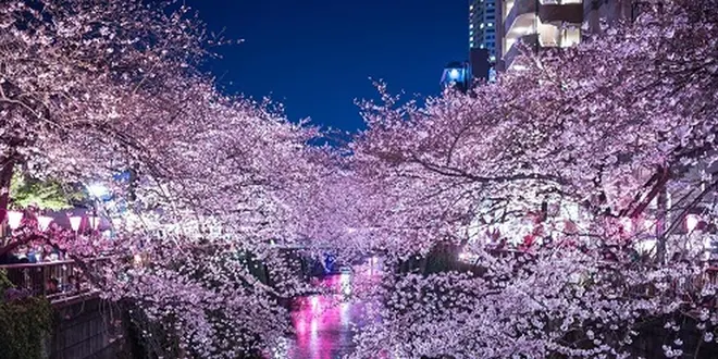 春の！さくら満喫デート【山手線(目黒〜池袋〜駒込)】